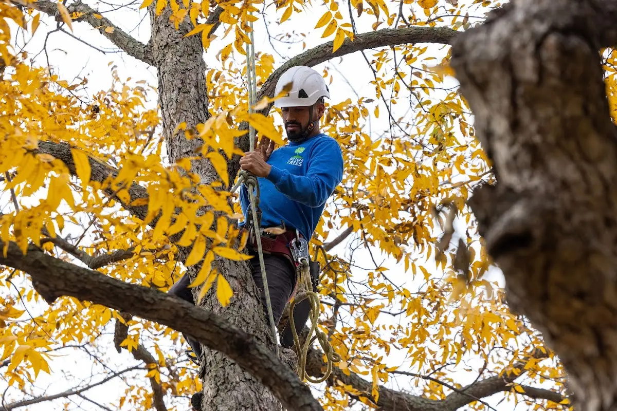 Skilled Tree Planing crew working in Drytown